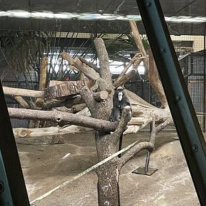 DeBrazza Monkey (10/7/23)