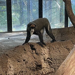 DeBrazza Monkey (10/7/23)