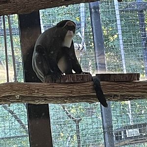 DeBrazza Monkey (10/7/23)