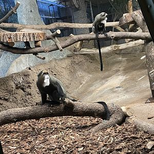 DeBrazza Monkey (10/7/23)