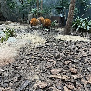Malayan Chevrotain (10/7/23)