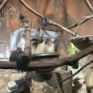 Hoffmann’s Two-Toed Sloth (10/7/23)