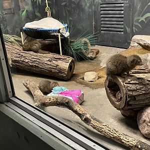 Dwarf Mongoose (10/7/23)