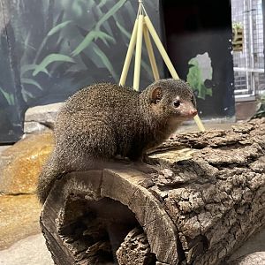 Dwarf Mongoose (10/7/23)