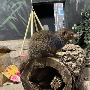 Dwarf Mongoose (10/7/23)