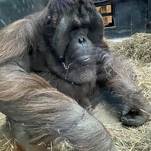 Bornean Orangutan (12/30/23)