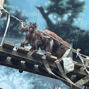 Bornean Orangutan (12/30/23)