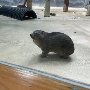 Rock Hyrax (12/30/23)