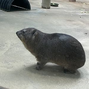 Rock Hyrax (12/30/23)