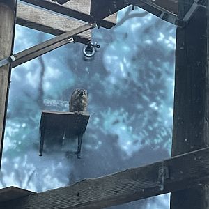 Rock Hyrax (12/30/23)