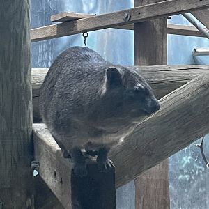 Rock Hyrax (12/30/23)