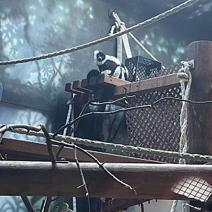 Black-and-White Ruffed Lemur (12/30/23)