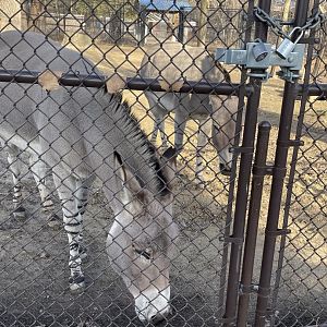 Somali Wild Ass (12/30/23)