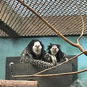Geoffroy’s Marmoset (12/30/23)