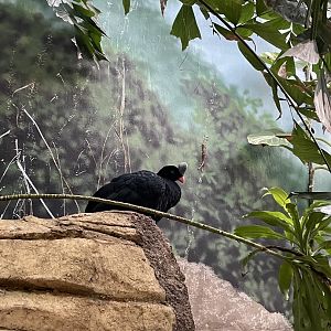Helmeted Curassow (12/30/23)