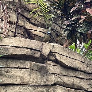 Blue-Crowned Motmot (12/30/23)