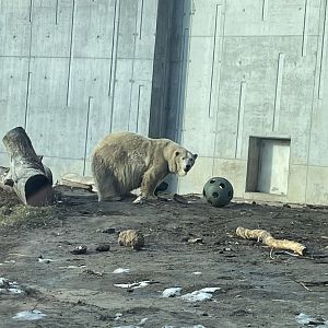 Polar Bear (12/30/23)