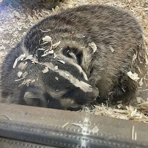 American Badger (12/30/23)