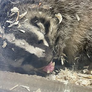 American Badger (12/30/23)