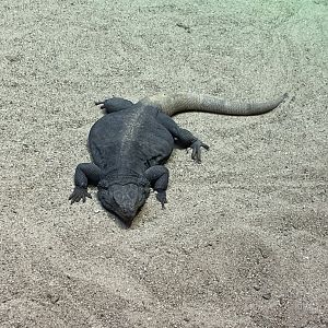 Chuckwalla (12/30/23)