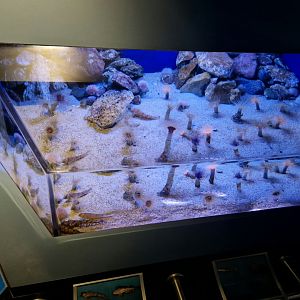 Sturgeon poacher and combfish tank