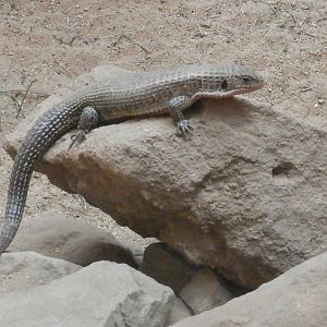 Lizard ID - Zoo Plzeň 2014