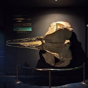 Southern right whale setup - Temaiken