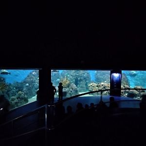 Saltwater tanks - Temaiken