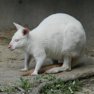 Albino red-necked wallaby - Temaiken