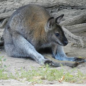 Red-necked wallaby - Temaiken