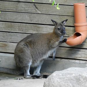 Red-necked wallaby - Temaiken