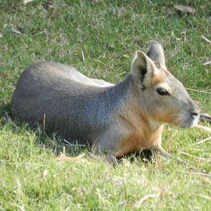 Mara, Patagonia - Temaiken