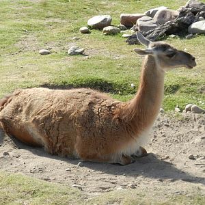 Guanaco, Patagonia - Temaiken