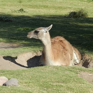 Guanaco, Patagonia - Temaiken