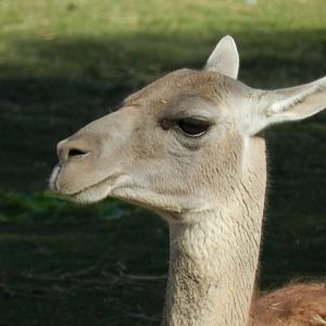 Guanaco, Patagonia - Temaiken