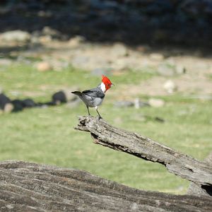 Wild red-crested cardinal, Patagonia - Temaiken