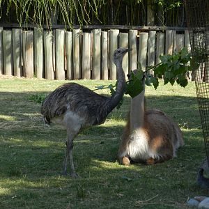 Darwin's rhea and guanaco, Patagonia - Temaiken