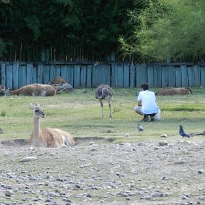 Feeding time at Patagonia - Temaiken