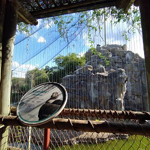 Andean condor aviary, Patagonia - Temaiken