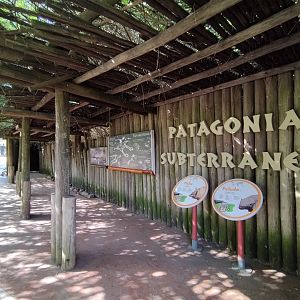 Patagonia subterranea - Temaiken