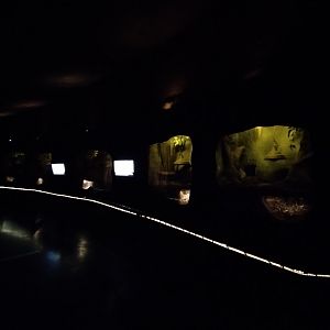 Patagonia subterranea - Temaiken