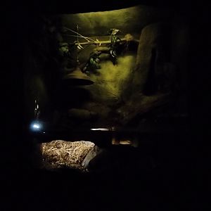 Patagonia subterranea - Temaiken