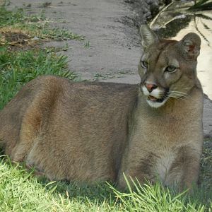 Cougar, Patagonia - Temaiken