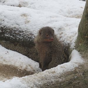 01 2024 - Banded mongoose