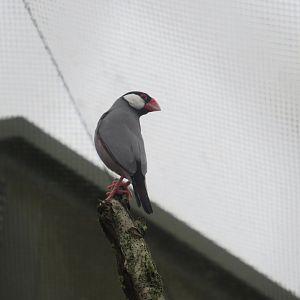 01 2024 - Java Sparrow