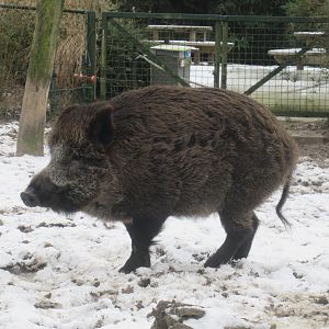 01 2024 - Wild boar