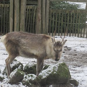 01 2024 - Reindeer, juvenile