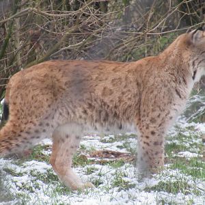 01 2024 - Eurasian lynx