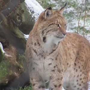 01 2024 - Eurasian lynx