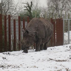01 2024 - Indian rhino